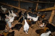 Bird Flu Threats - Source: Getty